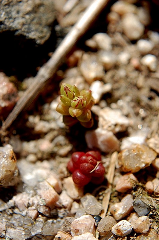 Sedum caespitosum / Borracina cespugliosa